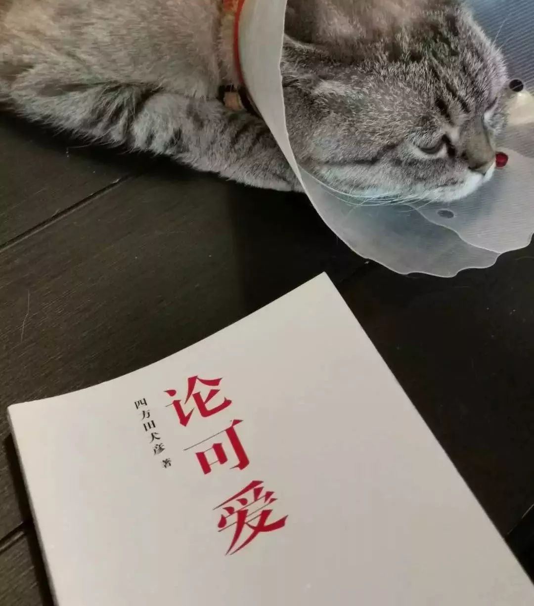 深度解析：為什么99%的IP形象都不夠萌？